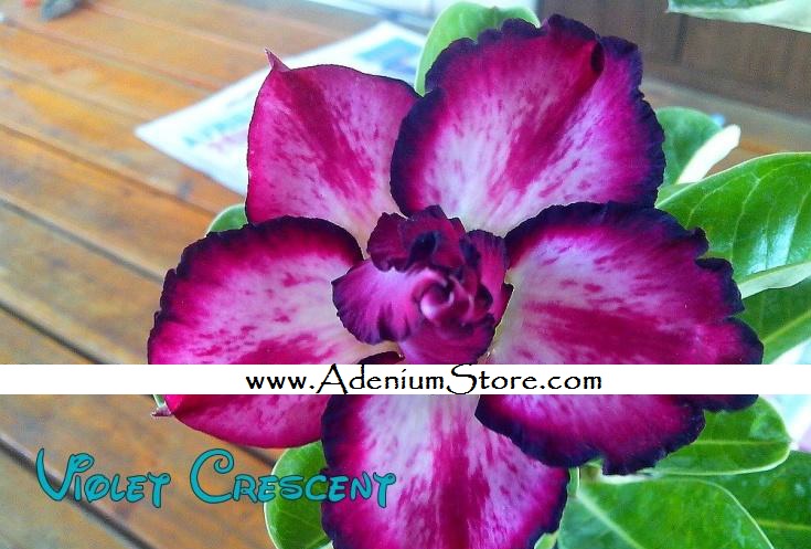 (image for) New Adenium 'Violet Crescent' 5 Seeds - Click Image to Close